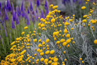 De nombreuses fleurs rondes jaune doré dominent un feuillage finement divisé gris argenté; de hautes fleurs violettes en épis contrastent à l’arrière. Plusieurs fleurs ouvertes occupent le cadre, leurs pétales entourant des centres visibles. Des tiges et feuilles vertes apparaissent entre les fleurs. Les détails floraux proches contrastent avec la végétation derrière; les fleurs présentent différentes hauteurs et orientations.