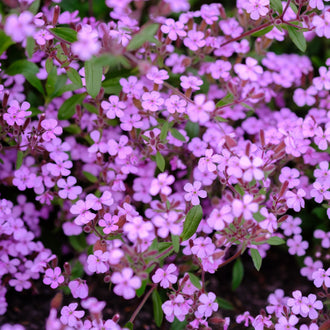 De nombreuses petites fleurs roses et mauves se répartissent sur un feuillage vert. Les pétales arrondis entourent de minuscules centres plus clairs, parfois jaunâtres. Des tiges fines brun rosé traversent les groupes floraux en diagonale. Quelques feuilles vertes allongées apparaissent entre les fleurs, tandis que le fond reste très sombre dans les petites ouvertures de la composition.