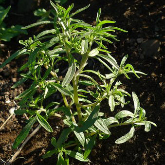 Sarriette ancienne DAcadie. Sarriette aux feuilles étroites sur des tiges ramifiées. Le cadrage permet de voir les formes, les couleurs et les détails du sujet représenté. Les contours se détachent du fond de l’image, avec des différences de teinte et de texture visibles sur les surfaces. Cette vue accompagne la présentation du produit dans la boutique.