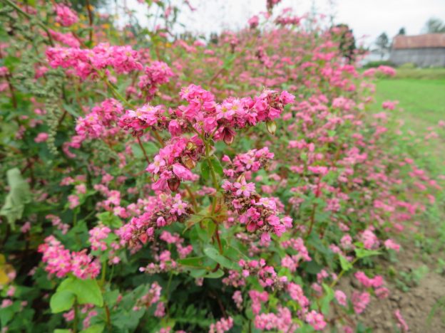 Sarrasin à fleurs rouges