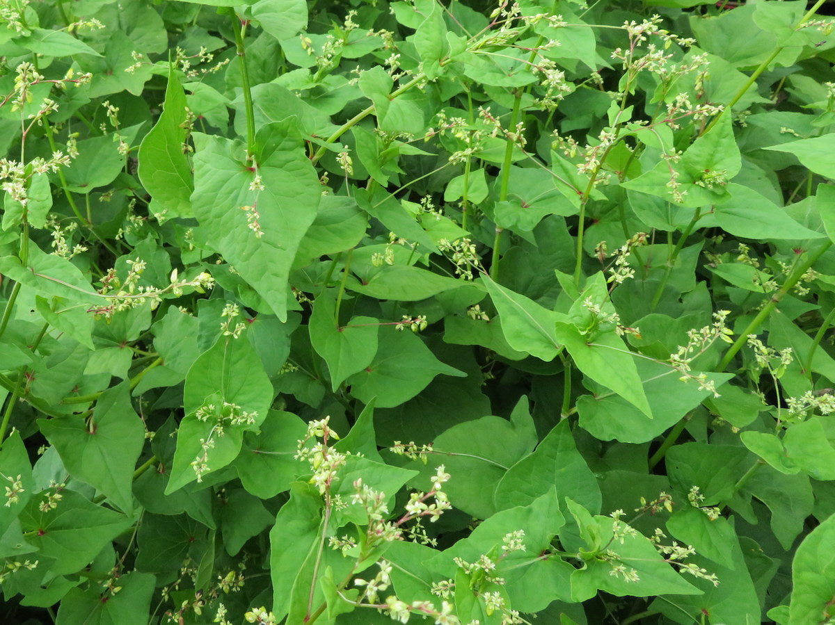Green buckwheat