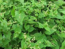 Sarrasin vert