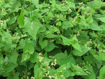 Green buckwheat
