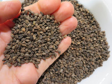 Green buckwheat