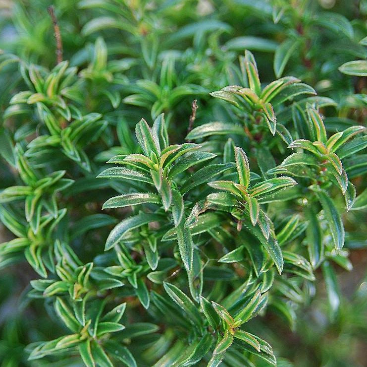 Organic 'Summer Savory' Savory