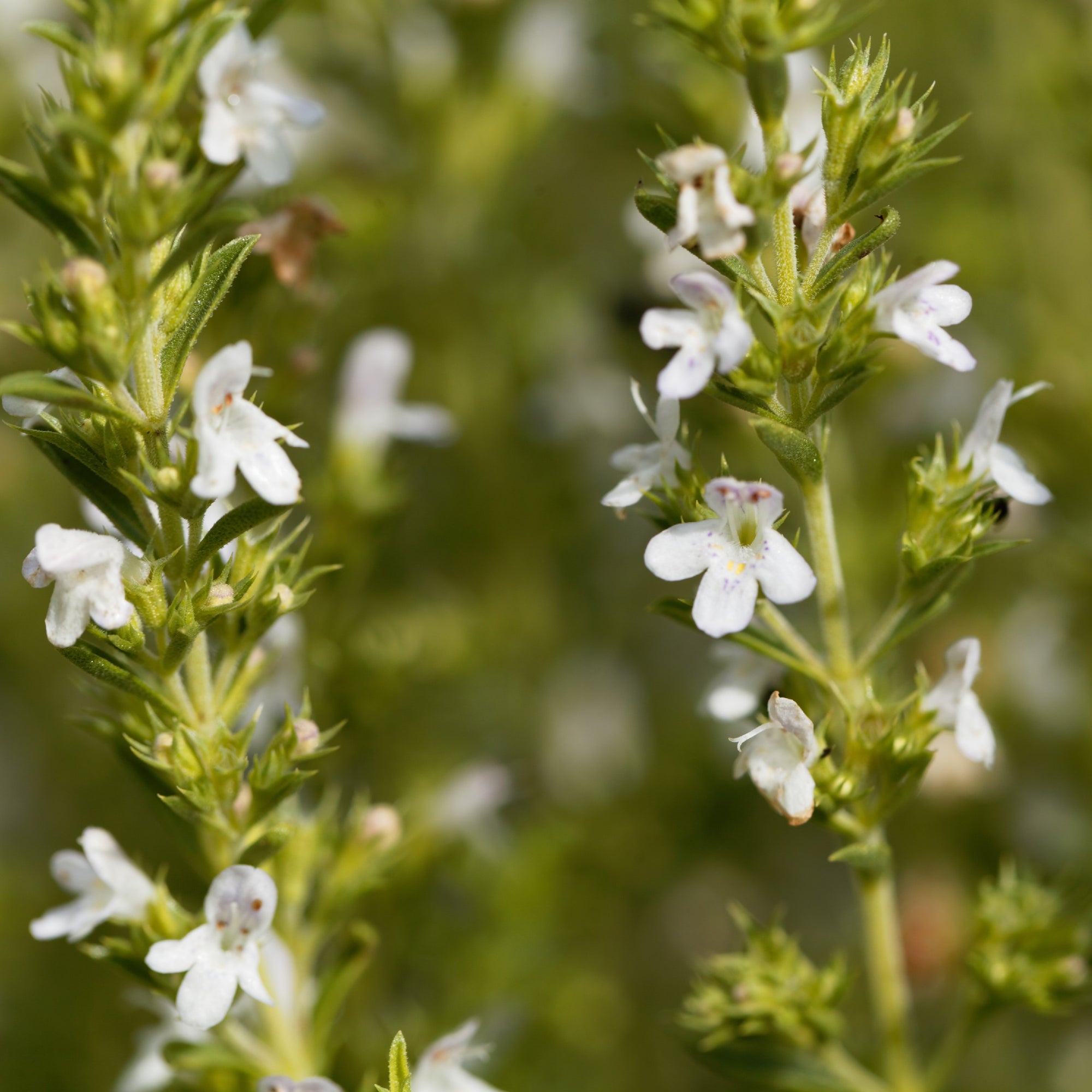 Photo de Sarriette d'hiver. Avec ses feuilles gris-vert luisantes et ses charmantes fleurs blanches ou roses, elle constitue également un atout décoratif en tant que mini-arbuste ou plante de bordure. Le visuel permet d’observer les contours, les teintes et la disposition des éléments présentés. Les détails de forme et les contrastes donnent un aperçu de l’apparence de cette plante ou de sa récolte.