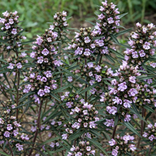Organic Acadian Savory