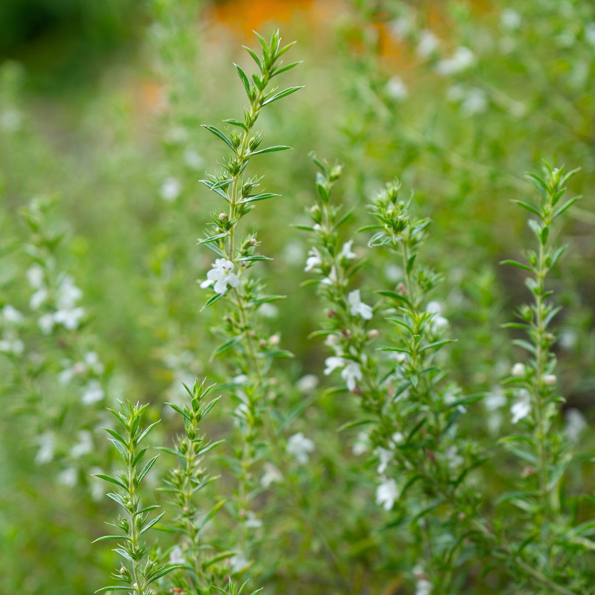 Summer savory