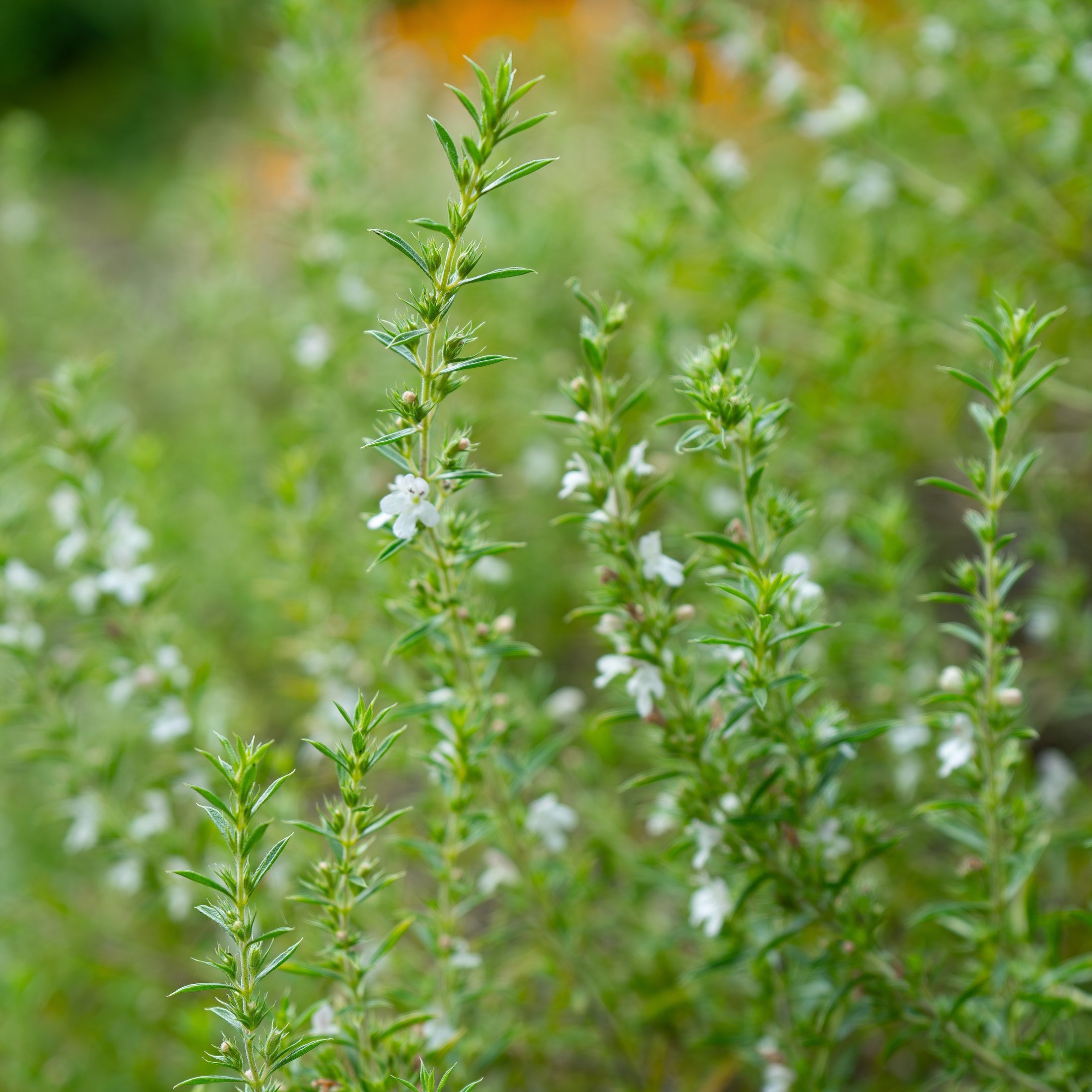 Summer savory