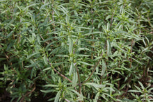 Summer Savory