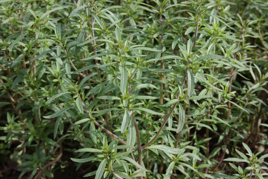 Summer Savory