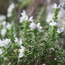 Winter savory