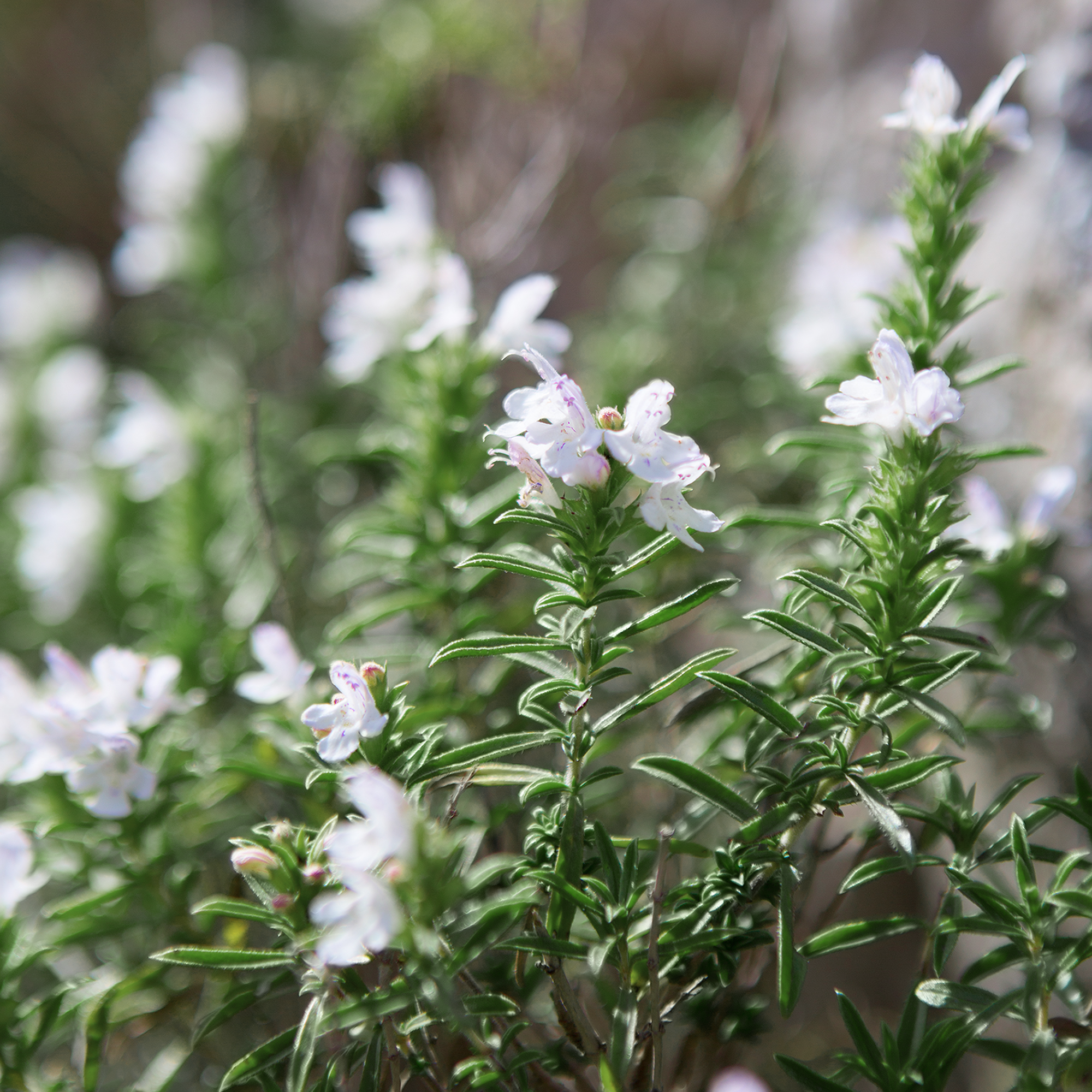 Winter savory