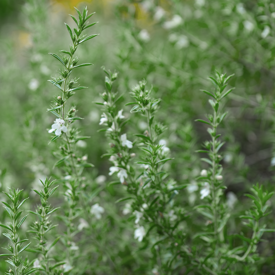 Creeping savory