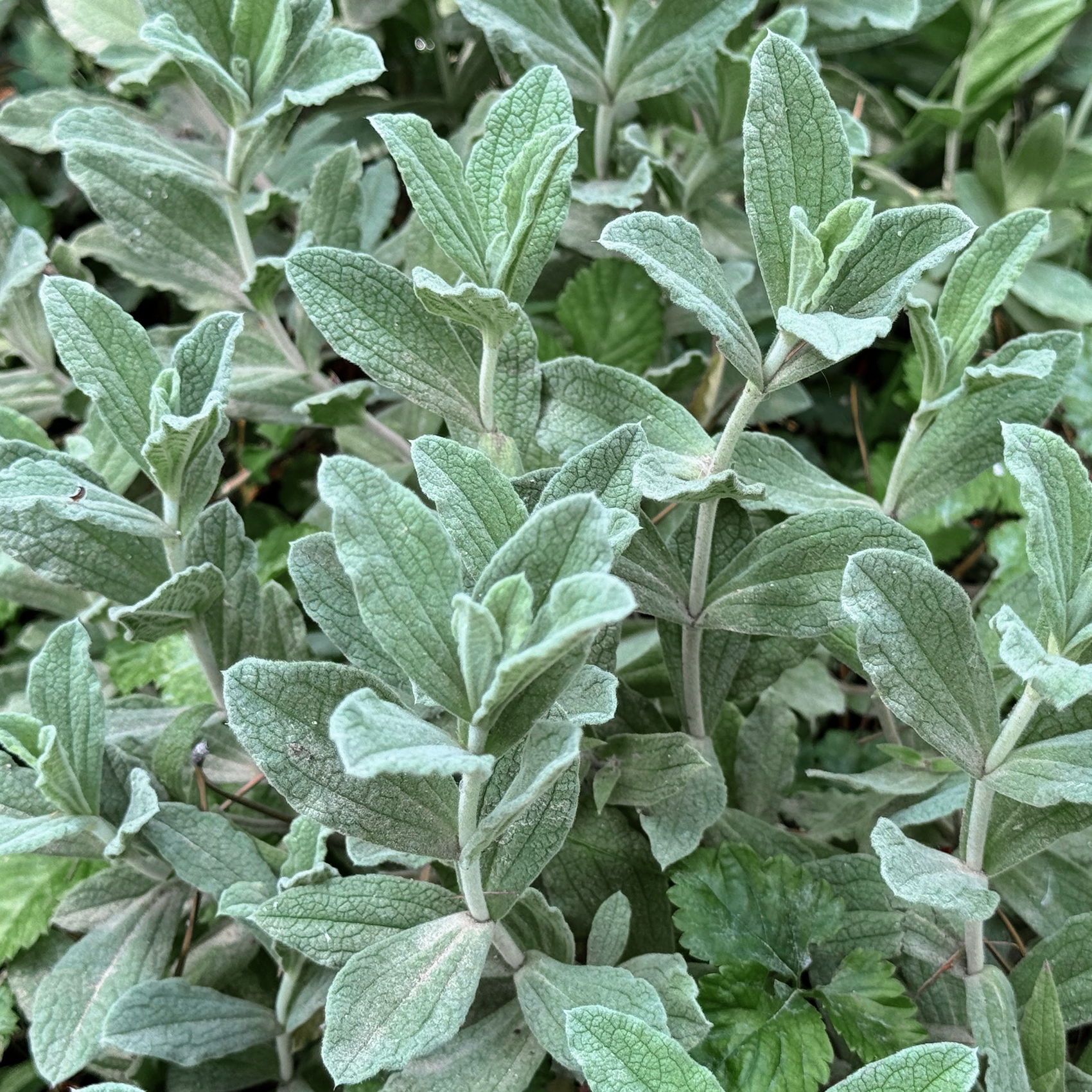 Sage