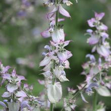 Clary sage