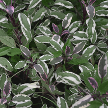 Sage 'Tricolor'