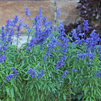 Des tiges vertes fines portent de petits groupes de fleurs bleues à violettes. Les fleurs se répartissent en épis ramifiés, avec des pointes plus étroites dans la partie supérieure. De longues feuilles vertes occupent le bas de l’image. Une surface beige grisé apparaît derrière la plantation, accompagnée d’un petit groupe de feuilles sombres à droite.
