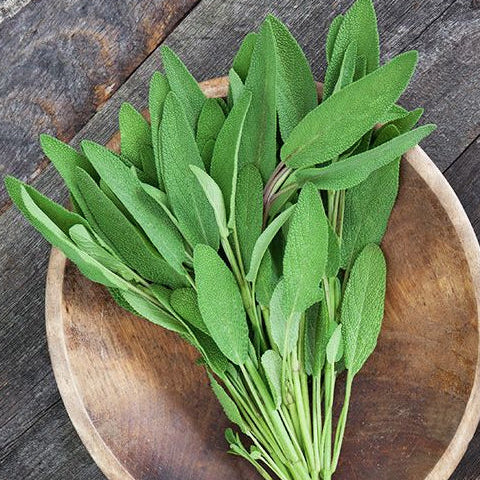 Organic 'Fanni Common Sage'