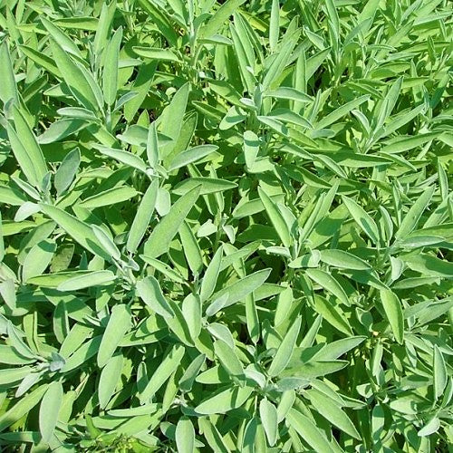 Sauge officinale. Feuilles de sauge longues, vert gris et texturées. Le cadrage permet de voir les formes, les couleurs et les détails du sujet représenté. Les contours se détachent du fond de l’image, avec des différences de teinte et de texture visibles sur les surfaces. Cette vue accompagne la présentation du produit dans la boutique.