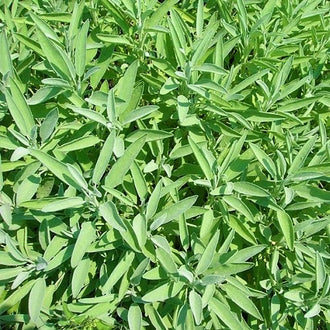 Sauge officinale. Feuilles de sauge longues, vert gris et texturées. Le cadrage permet de voir les formes, les couleurs et les détails du sujet représenté. Les contours se détachent du fond de l’image, avec des différences de teinte et de texture visibles sur les surfaces. Cette vue accompagne la présentation du produit dans la boutique.