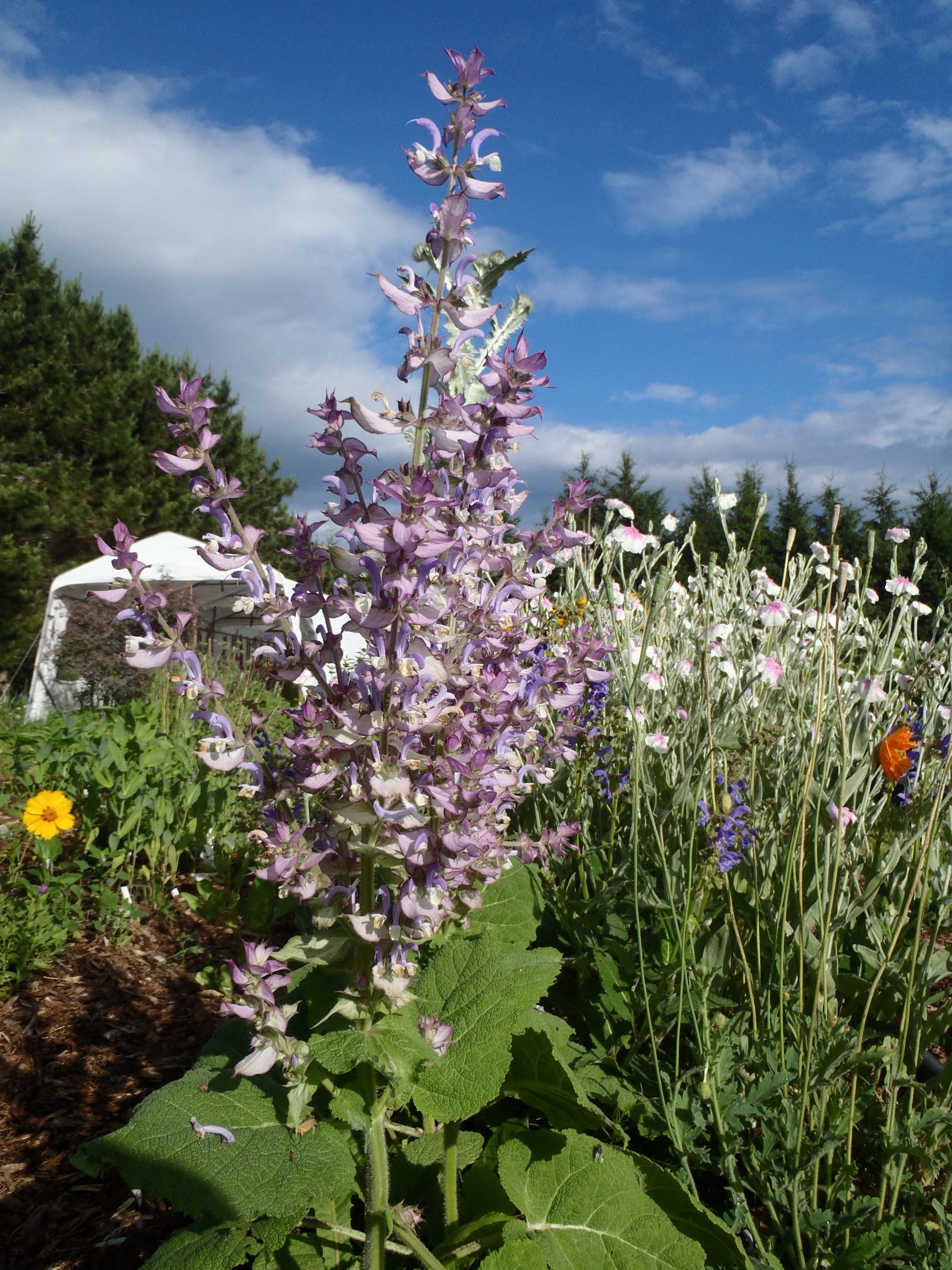 Clary Sage