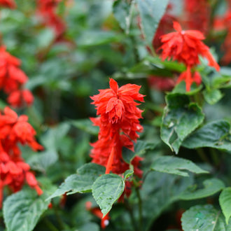 Plusieurs épis de fleurs rouges émergent d’un feuillage vert gris. Les petites corolles allongées se regroupent autour des tiges et présentent des lobes pointus ou repliés. Un épi rouge se détache au premier plan, au centre. Les feuilles larges montrent des nervures et des bords légèrement dentés, sur un fond mêlant vert et rouge.