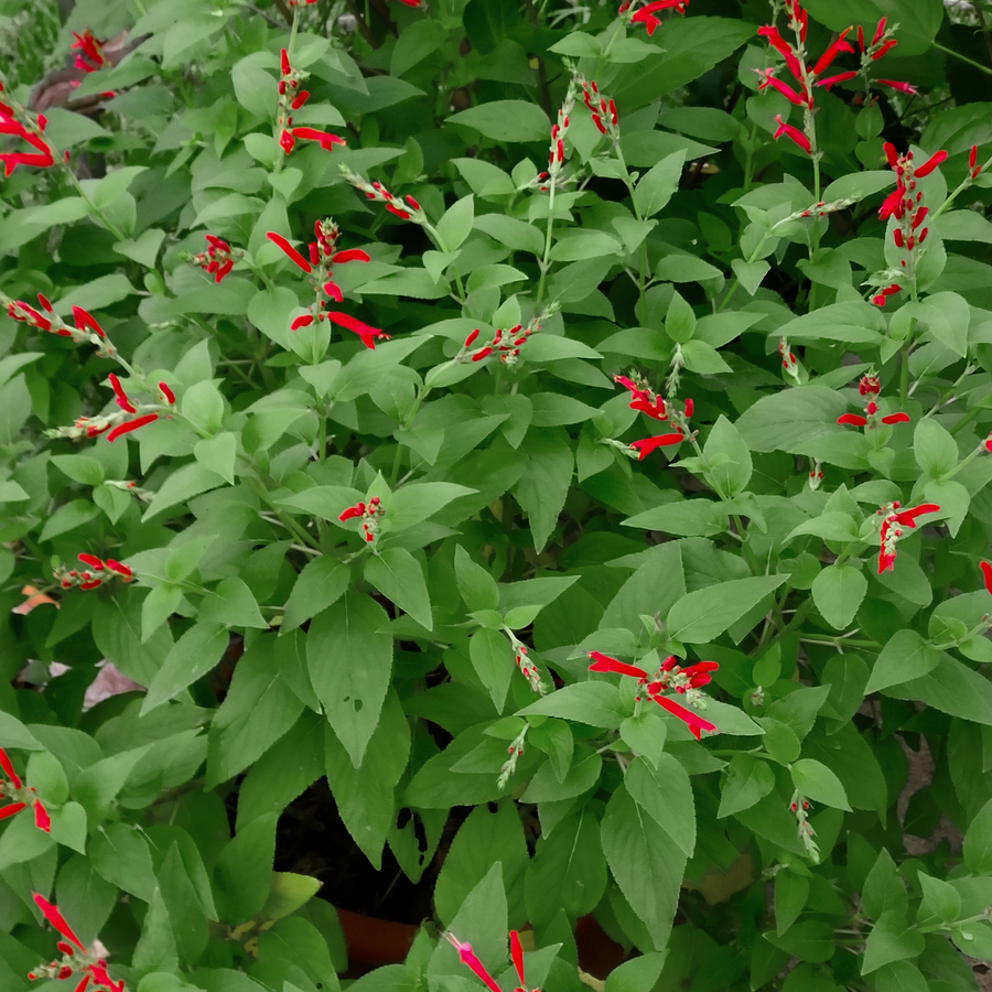 Pineapple sage