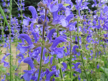 Meadow sage