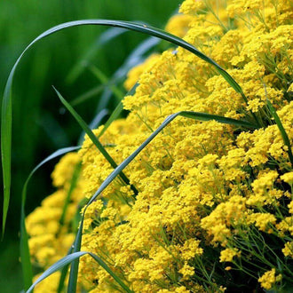 Une masse de petites fleurs jaunes s’étend dans la partie droite de l’image. Les fleurs sont regroupées en amas ramifiés, avec des tiges vertes fines visibles dessous. Plusieurs longs brins verts, étroits et courbés, traversent le premier plan en diagonale. Le fond devient vert sombre sur la gauche, derrière les groupes floraux et les brins arqués.