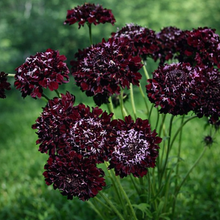 Scabieuse 'Black Knight' bio