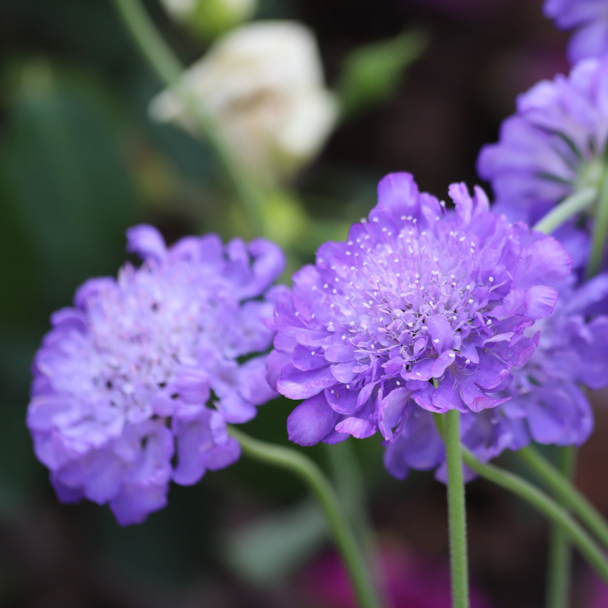 Deux fleurs violet clair se dressent sur des tiges minces devant un fond vert sombre. Leurs centres bombés sont couverts de petites formes florales serrées et de points pâles. Des pétales plus larges composent une bordure irrégulière autour de chaque tête. Une fleur blanche et une autre fleur violette, moins distinctes, apparaissent dans l’arrière-plan.