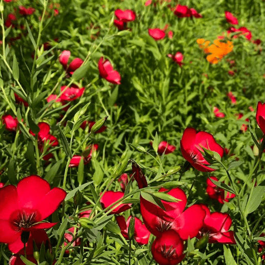 Organic 'Scarlet Flax' Flax