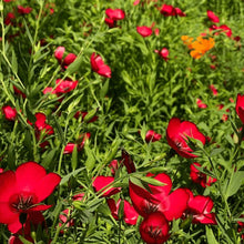 Organic 'Scarlet Flax' Flax