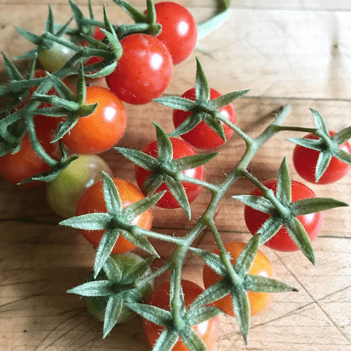 Organic 'Scarlet Gem' Tomato