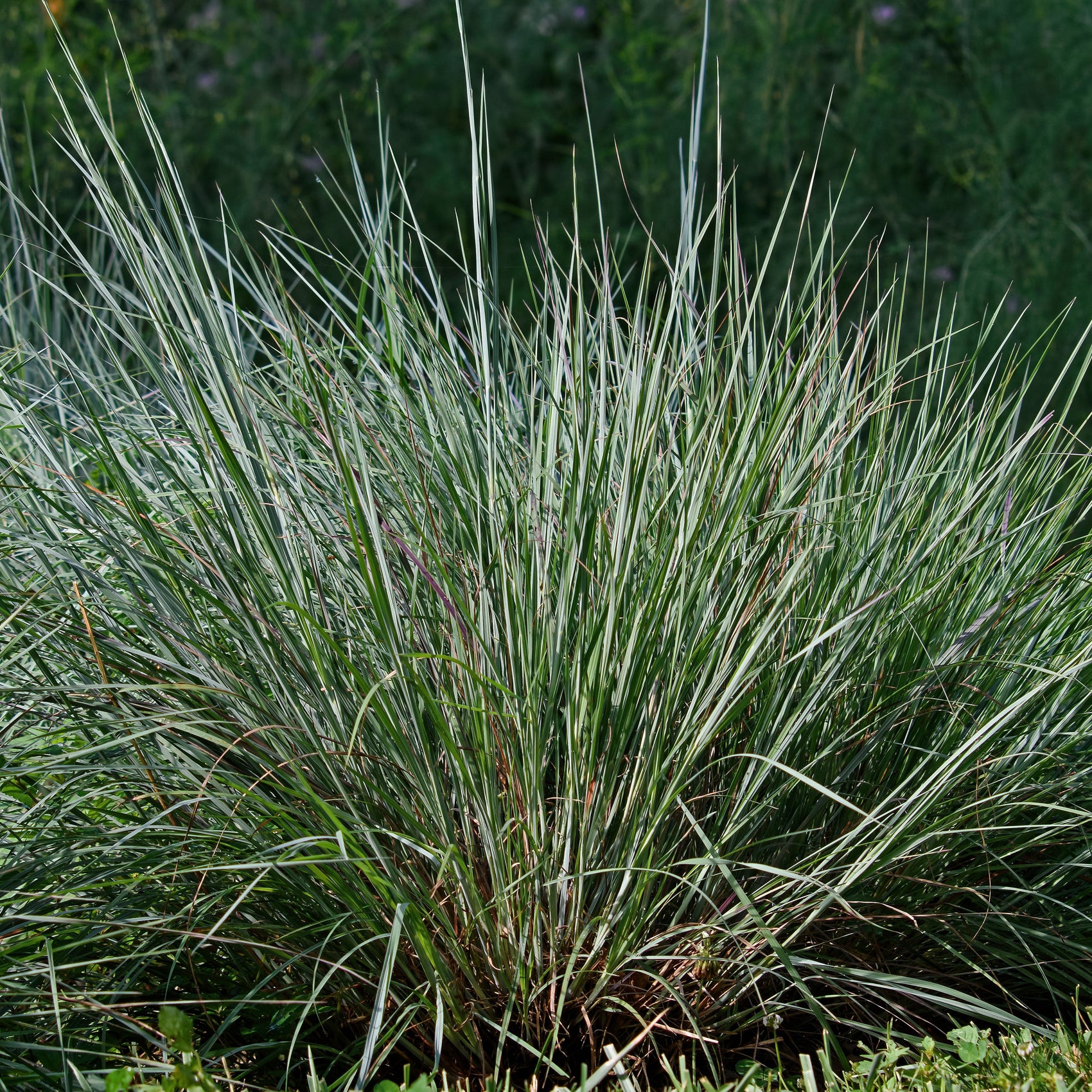 Image officielle de Barbon à Balais, Schizachyrium scoparium, associée au petit sachet de semences.