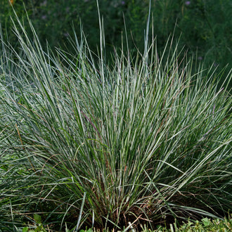 Image officielle de Barbon à Balais, Schizachyrium scoparium, associée au petit sachet de semences.
