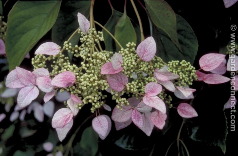 Schizophragma hydrangeoides 'Roseum'