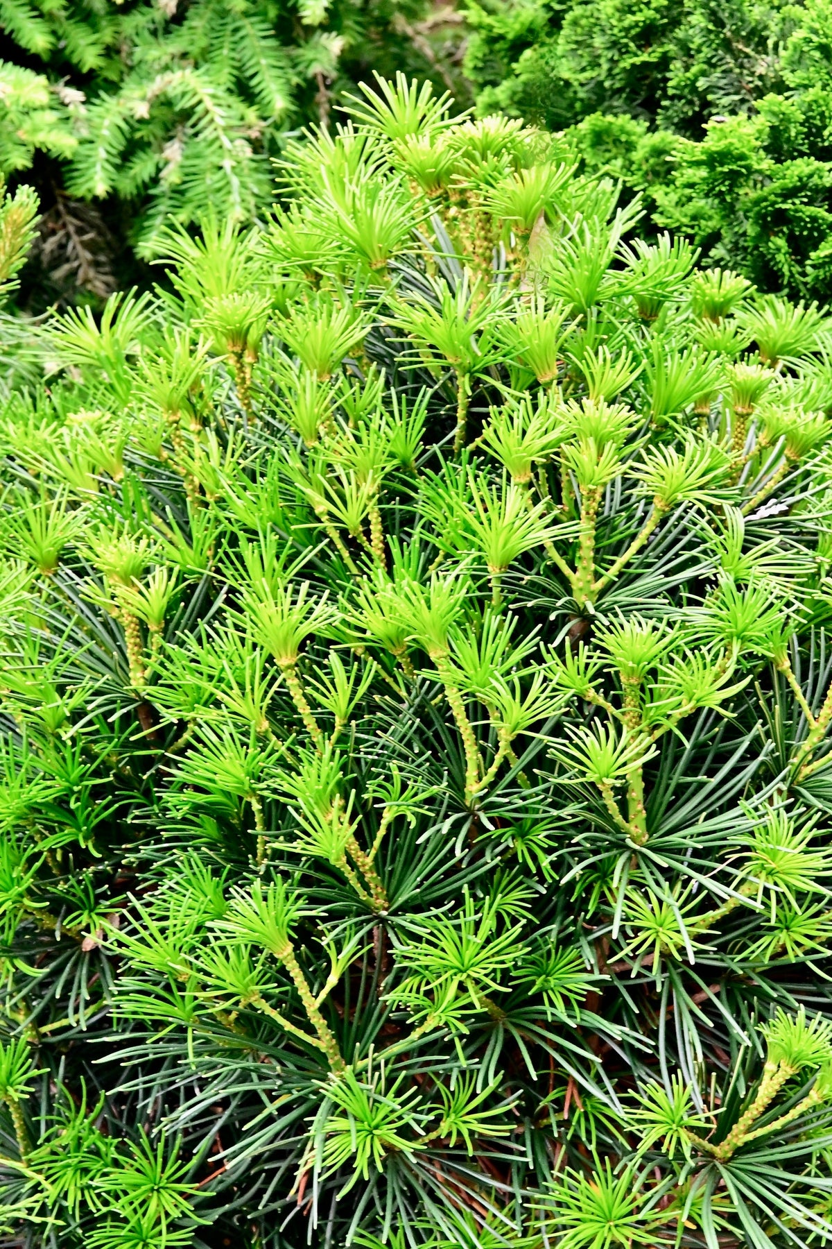 Sciadopitys verticillata 'Propeller'