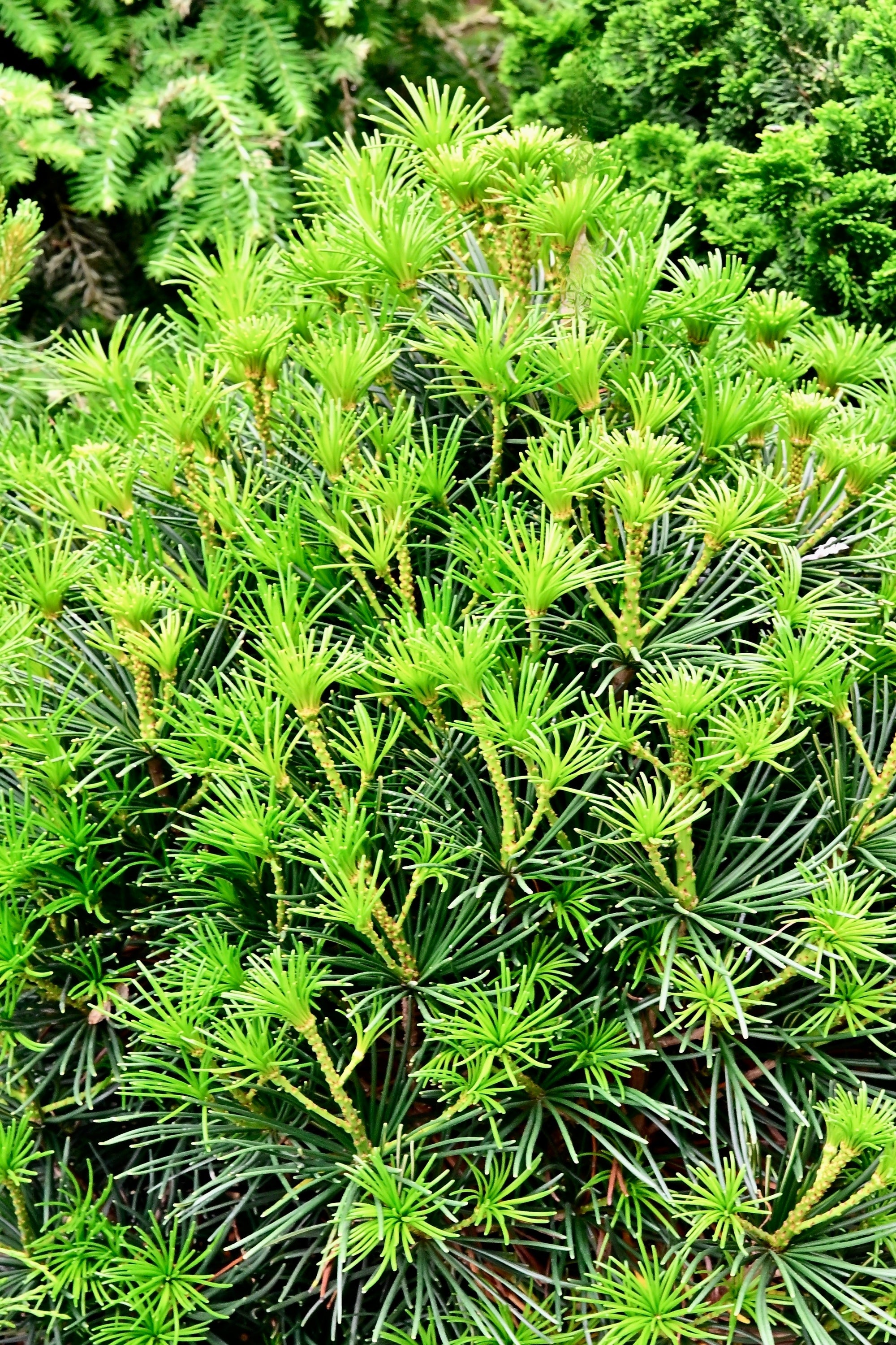 Sciadopitys verticillata 'Propeller'