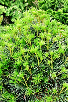 Sciadopitys verticillata 'Propeller'