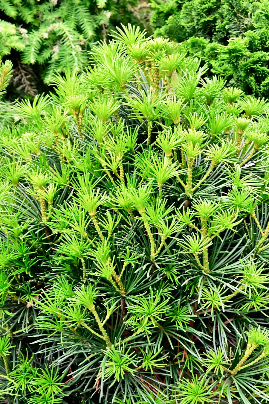 Sciadopitys verticillata 'Propeller'