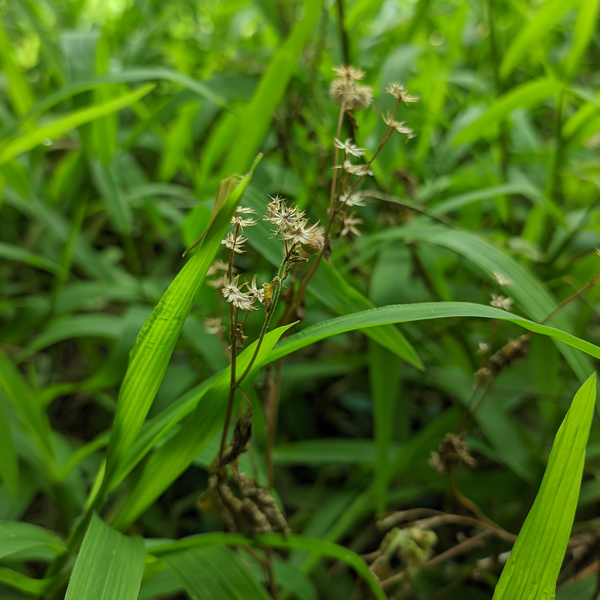 Scirpus 'Atrovirens'