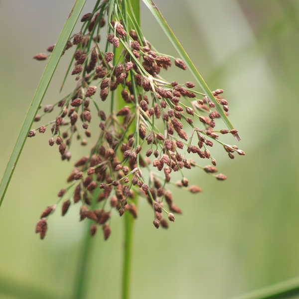 Scirpus 'Cyperinus'