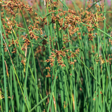 Scirpus validus