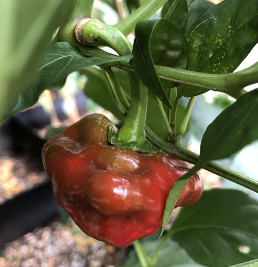 Organic Scotch Bonnet Red Chilli