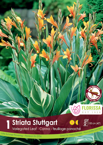 Canna ‘Stuttgart’ ( Canna ) : des fleurs orange sur de hautes tiges parmi des feuilles vertes panachées de blanc. Le visuel Florissa présente la plante et son nom dans la partie inférieure de l’étiquette. La photographie occupe presque toute la surface, tandis que le bandeau du bas rassemble les indications du produit. Cette vue permet de reconnaître son apparence et de distinguer la variété présentée.