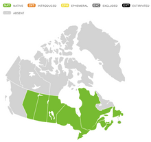 Image officielle 4 de Aster à ombelles, semences à créer. Livraison disponible au Québec.