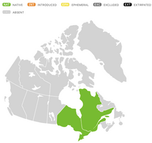 Image officielle 3 de Penstémon hirsute, semences à créer. Livraison disponible au Québec.