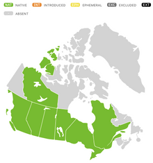 Image officielle 3 de Hélénie automnale, semences à créer. Livraison disponible au Québec.